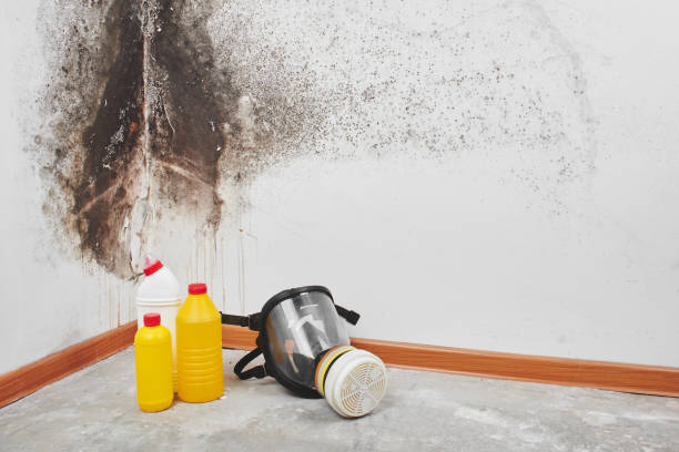 Best Same-Day Mold Removal  in Burlington, WI