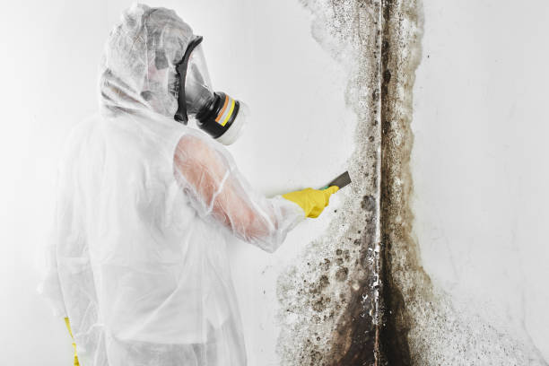 Office Mold Removal Services