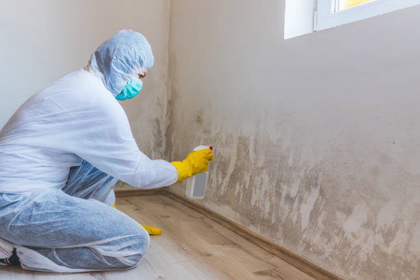 Best Mold Removal Process  in Burlington, WI