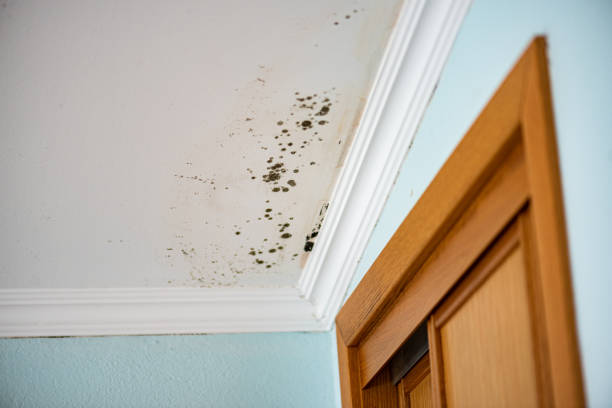 Best Mold Damage Repair  in Burlington, WI