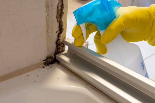 Best Professional Mold Removal  in Burlington, WI