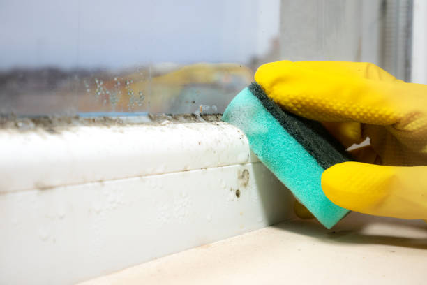 Best Attic Mold Removal  in Burlington, WI