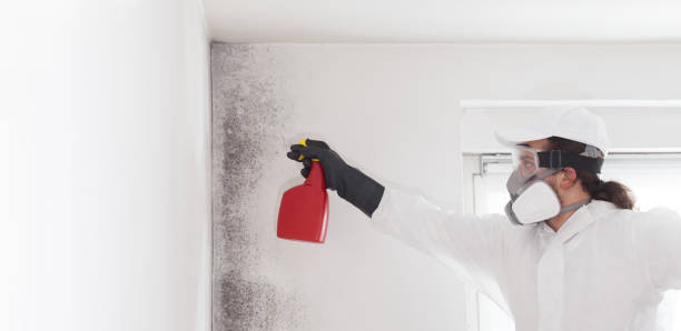 Best Emergency Mold Removal  in Burlington, WI