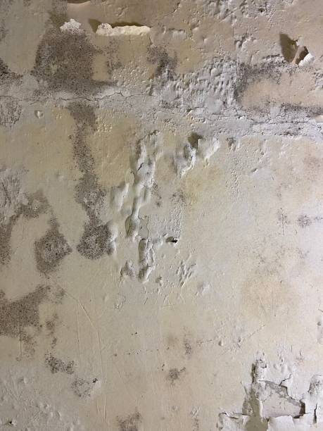 Best Commercial Mold Removal  in Burlington, WI