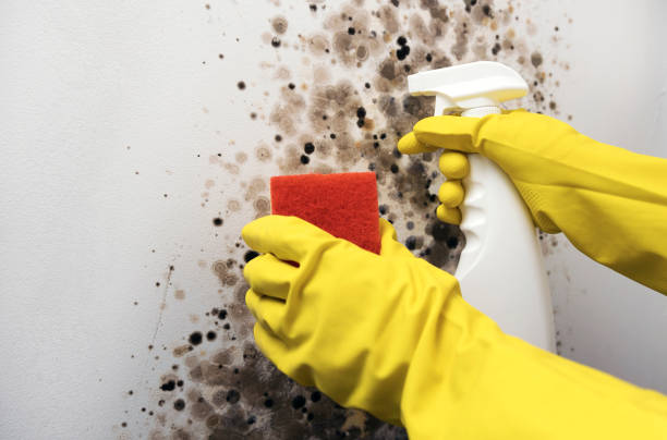 Best Mold Cleaning Services  in Burlington, WI