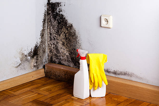 Best Affordable Mold Removal  in Burlington, WI