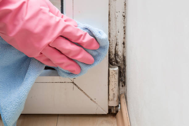 Best Mold Cleaning Services  in Burlington, WI